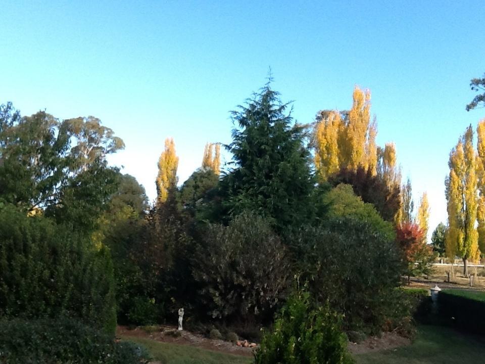 Glen Waverly Farmstay Glen Innes Chambre photo